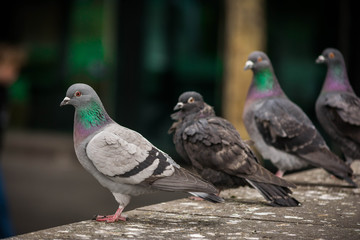 Melbourne Pigeons