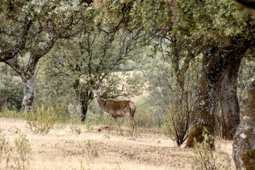 Naklejka na ściany i meble Deer in the wild in the field