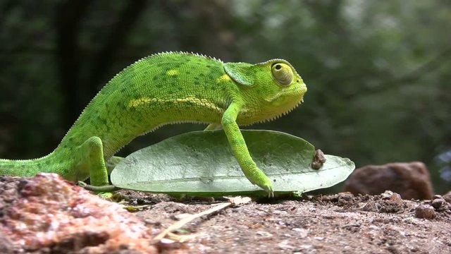 A chameleon walks hesitantly over a leaf on the ground.mov