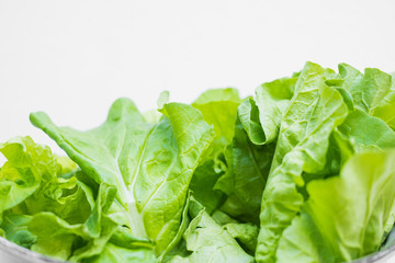 Green chinese cabbage,fresh vegetable on white background