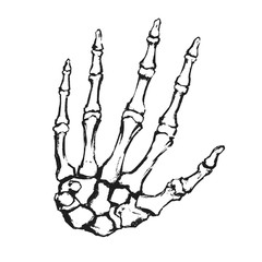 Hand drawn hand bones. Anatomical drawing. Human skeleton hand.
