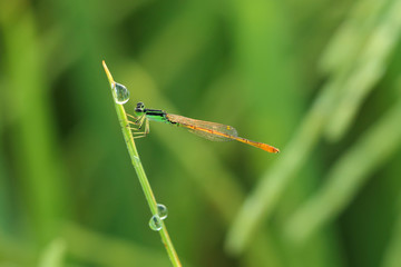 Beautiful dragonfly in rice field