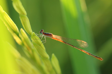 Beautiful dragonfly in rice field