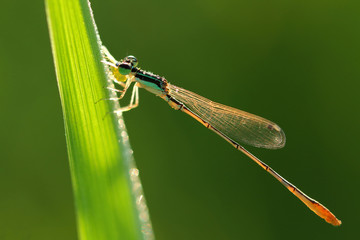 Beautiful dragonfly in rice field