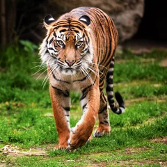 Photo sur Aluminium Tigre Tigre de Sumatra