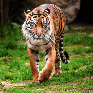 Fototapeta Sumatran tiger
