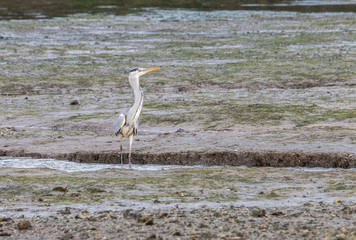 the egrets and the heron feed on the Eo estuary