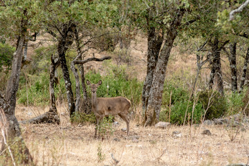 Deer in the wild in the field