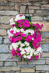 Fototapeta na wymiar Pot of Petunia flowers hanging on a stone wall