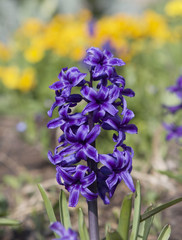 A single purple Hyacinth flower in full bloom against a natural bokeh garden backgound