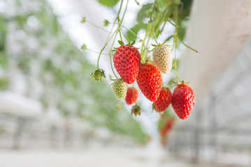 Young strawberries hanging down from the container in the green house