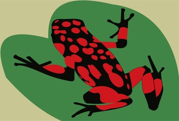 red black frog