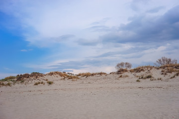 Sand dunes with growing trees on the shore of the Baltic sea against the blue sky.