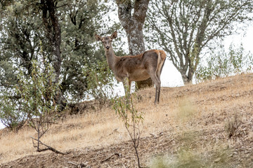 Deer in the wild in the field