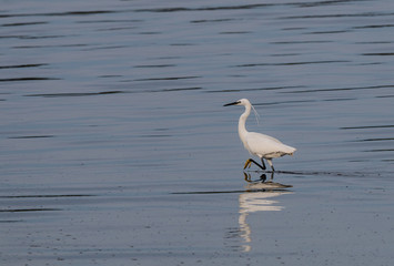 the egrets and the heron feed on the Eo estuary