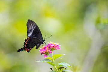 Paris Peacock (Papilio paris) Butterfly