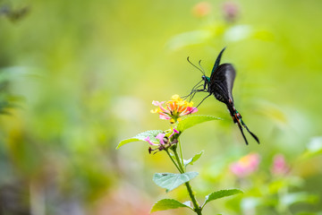 Paris Peacock (Papilio paris) Butterfly