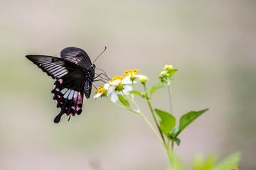 Red Helen (Papilio helenus) Butterfly