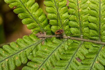 Opiliones - daddy longlegs