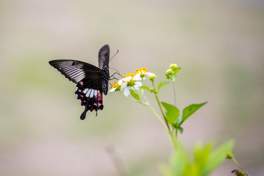 Red Helen (Papilio Helenus) Butterfly