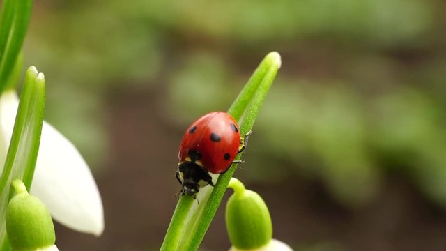 Macro view of the red February Caucasian ladybug Coccinella septempunctata crawling on the green leaf of the snowdrop Galanthus caucasicus blossoming on the lawn in the Caucasus Mountains