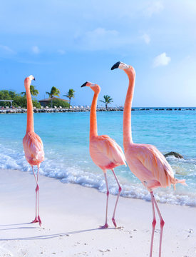 Pink flamingo walking on the beach