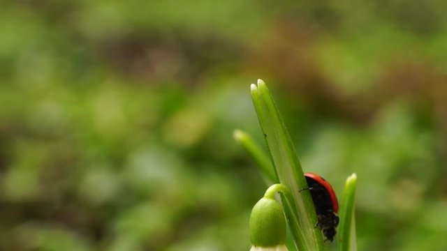 Macro of the red Caucasian ladybird Coccinella septempunctata on the green leaf of the snowdrop Galanthus caucasicus in the spring in the Caucasus Mountains