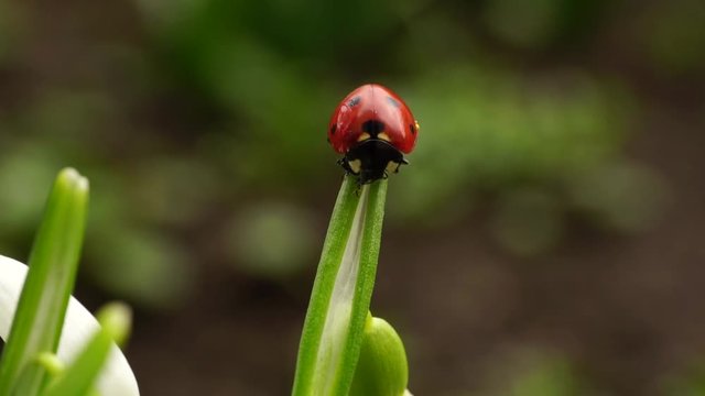 Macro of Caucasian red ladybug Coccinella septempunctata sitting on a sheet of snowdrop Galanthus caucasicus blossoming on a lawn in February in the Caucasus Mountains
