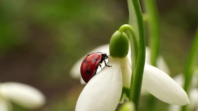 Macro of the ladybug Coccinella septempunctata creeping on a white flower of the Snowdrop Galanthus caucasicus, which opens in February in the Caucasus Mountains