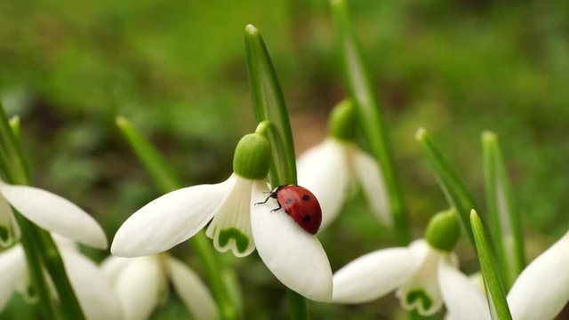 Macro of the Caucasian ladybug Coccinella septempunctata crawling on the flower of snowdrop Galanthus caucasicus, which opens in February in the Caucasus Mountains