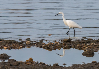the egrets and the heron feed on the Eo estuary