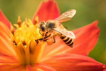 Bee collecting pollen on cosmos flower.