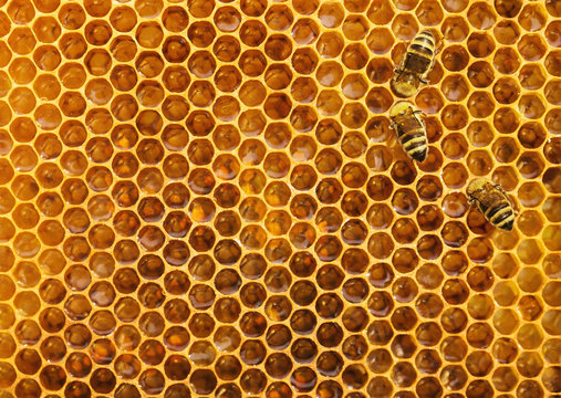 Bees on the honeycomb background, texture with copy space