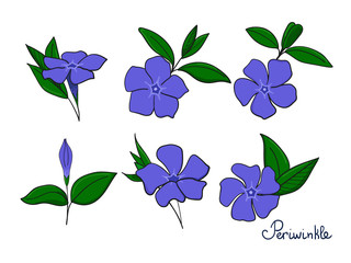 Set Isolation elements of periwinkle. flowers, buds and leaves of vinca.