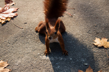 squirrel