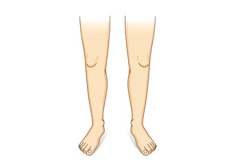 Leg vector in front view. Illustration about human legs composition.