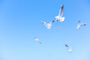 Seagulls