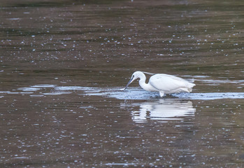 the egrets and the heron feed on the Eo estuary