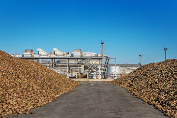 Sugar beet pile of the field after the harvest before processing at the plant for the production of...