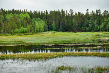 Summer finnish landscape.