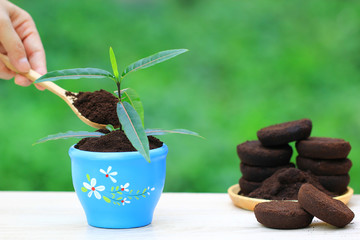 Coffee ground, Coffee residue is applied to the tree and is a natural fertilizer, Gardening hobby