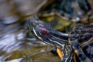 Fototapeta premium a set of pictures from the Zoo