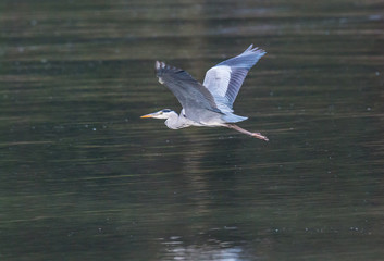the egrets and the heron feed on the Eo estuary