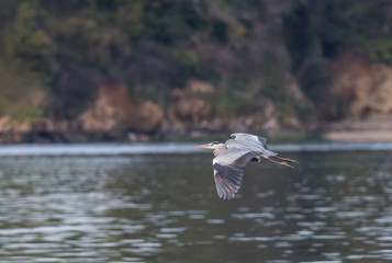 the egrets and the heron feed on the Eo estuary