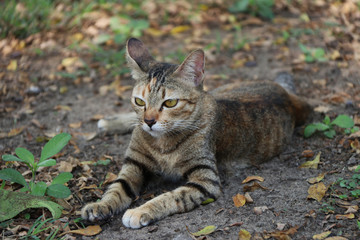 Striped cat in the garden. cat is a small domesticated carnivorous mammal with soft fur, a short snout, and retractile claws.