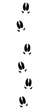 Wild Boar Or Pig Tracks - Isolated Black Icon Vector Illustration On White Background.