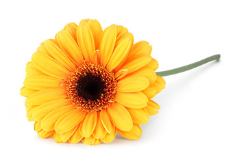 Wonderful Gerbera isolated on white background, inclusive clipping path without shade.