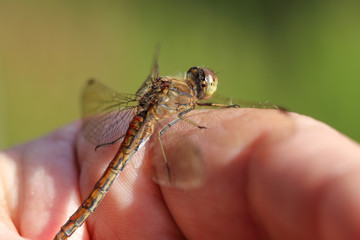 Obraz premium Dragonfly