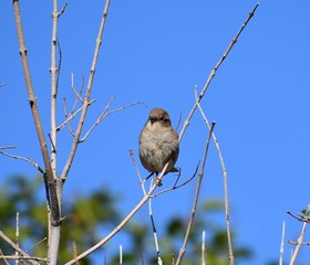 Grey sparrow perched in branches