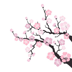 Fototapeta premium Sakura kwiat na białym tle.